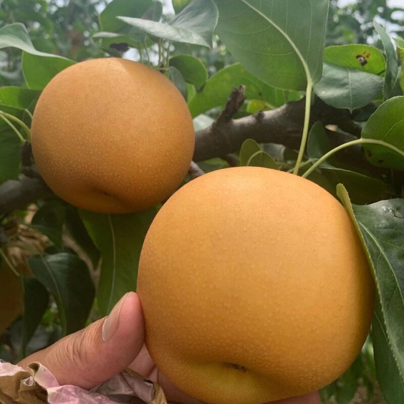 御农府 丰水梨3-5斤(单果/250g) 普通箱 产地直发